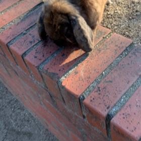 うさぎをしごいたった！の画像