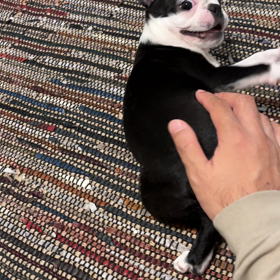 ボストンテリアのぺぺさん26日目：ロンチーノの画像