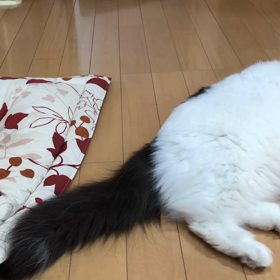 はち　と　ココ様の画像