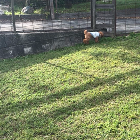 うちの子の問題行動の画像