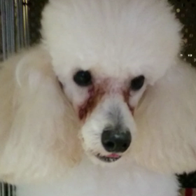 ヨダレですよの画像