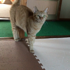 仕事でお疲れの方へ…今日のトロちゃんの画像