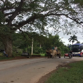 キューバ 映像 牛車 馬車が今も走る国の画像