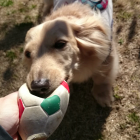 引っ張る～!犬(*￣∇￣)ノの画像
