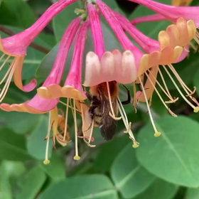 ぶんぶんぶんの画像