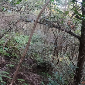 2020.12.03   最近の動画の画像