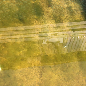 メダカ　2020年3月の画像