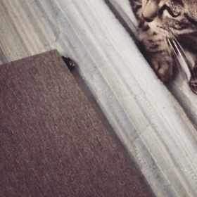 最近の猫のまやさんの日課？の画像