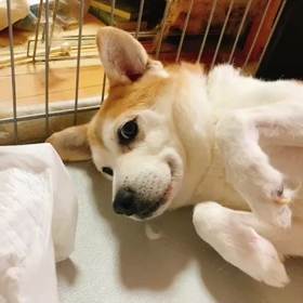 ムービールパンの画像