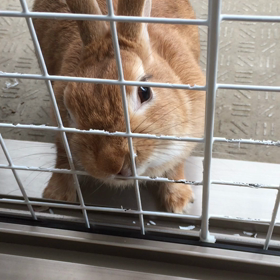 ひこははいりたいんでしゅ〜٩(๑`^´๑)۶の画像