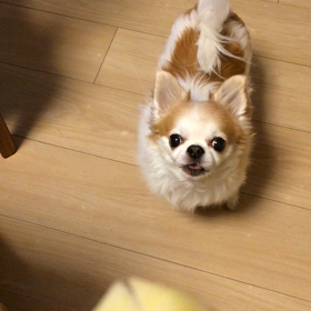 チワワの怒りの画像