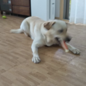 ワンコの美味しい玩具の画像