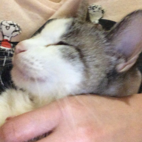 バレンタインの画像