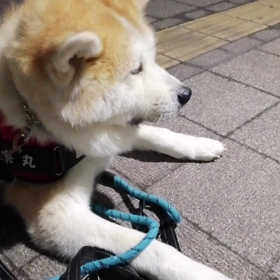 飼い主アマゾンのタイムセールで1600円でスマートウォッチをゲット‼️安くてお手軽で喜んでいる飼の画像