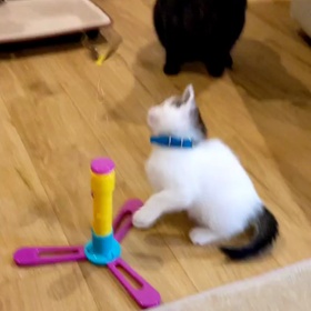 オモチャと戯れるの画像