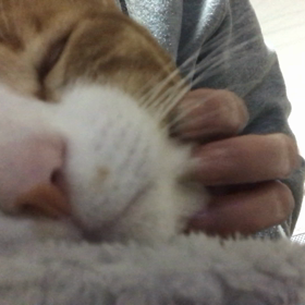 話しかけてみたの画像