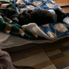 我が家の坊。(千と千尋のやつね)の画像