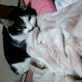 ふみふみ行動の画像