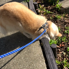 あっことオクラの日常の画像