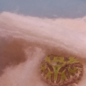 12/8のピョン子。の画像