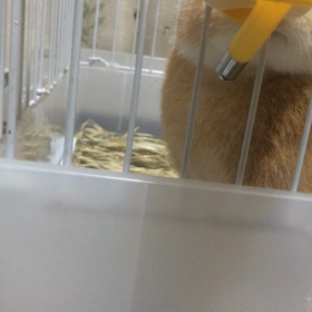 うさぎBlog②の画像