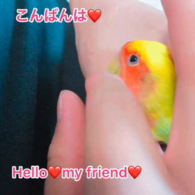 癒しの動画の画像