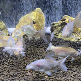 鉄魚:飼育1、2日目の画像