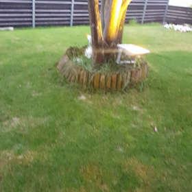 満開✨✨シンボルツリーがいよいよでーすの画像