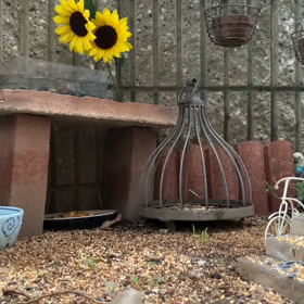 9月10日「涼しい朝、タロウのくしゃみ？、など」の、巻の画像