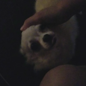 朝は別犬の画像