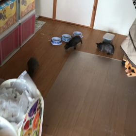 2017.2.17『朝ごはんの様子』の画像