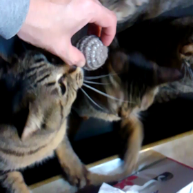 興味津々の画像