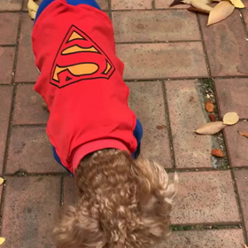 hongdae gardenの画像