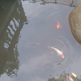 今天的荷花錦池の画像