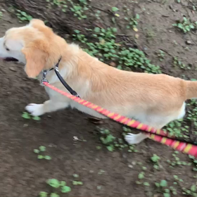 7月26日13わんこと2時間遠足　代々木公園表参道の画像