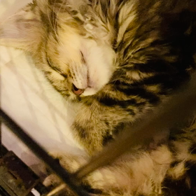 子猫ちゃんのお昼寝タイムの画像