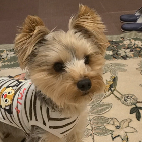 サンと遊ぶの画像