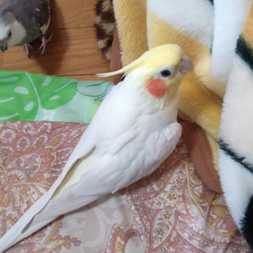 ２羽の放鳥様子の画像