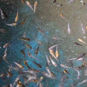 今日のドラゴンの画像