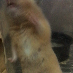 いつまでの画像