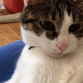 いやはや又々、おしっこ 眠いよね。の画像