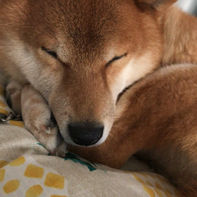 【予告】3月は日曜日営業します。の画像