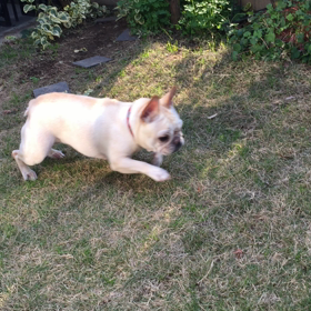 明けましておめでとうございますの画像