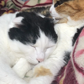 耳そうじ　3/14 2020の画像