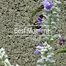 ハチさん？の画像