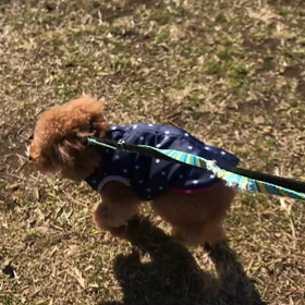 ♪お散歩動画♪代々木公園♪の画像