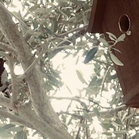 シジュウカラは、いくつまで生きるのかの画像