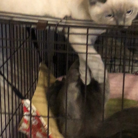 ゲージの中と外での戦いの画像