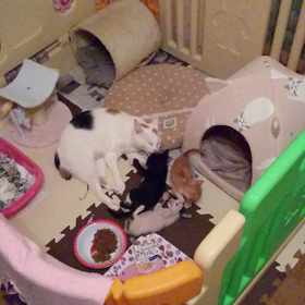 私達を捨てないで…の画像