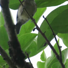 すぎぴたんの事件簿　シーズン２　２７８話（子ヤマガラ）の画像